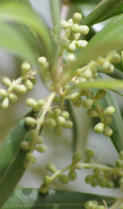 Arbequina Olive (Jerusalem Olive)